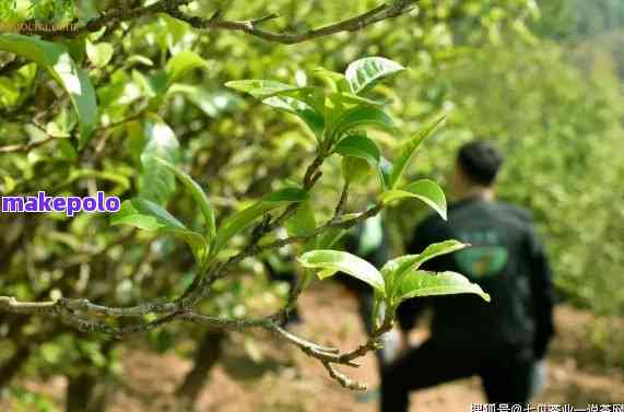 普洱茶肥-普洱茶肥和打药的口感怎么判决