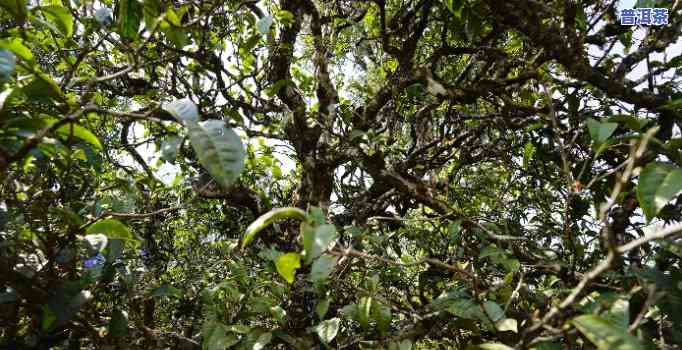 新 海拔高度对古树冰岛茶品质的影响： 冰岛茶的独特魅力探究