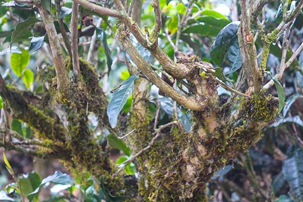 老树普洱茶的功效与作用及禁忌：提高健水平、消化助兴、降脂减肥等。