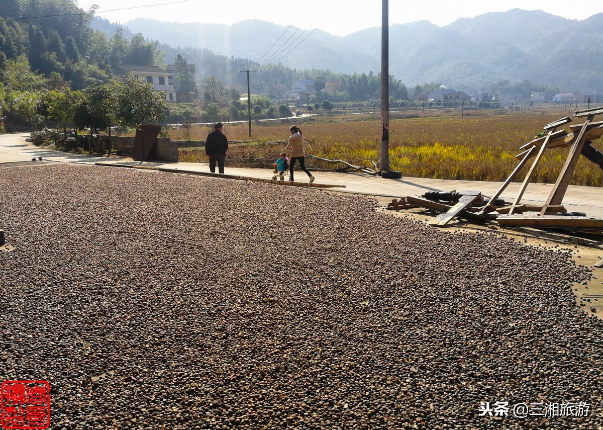 老树醇香型即溶普洱茶珍