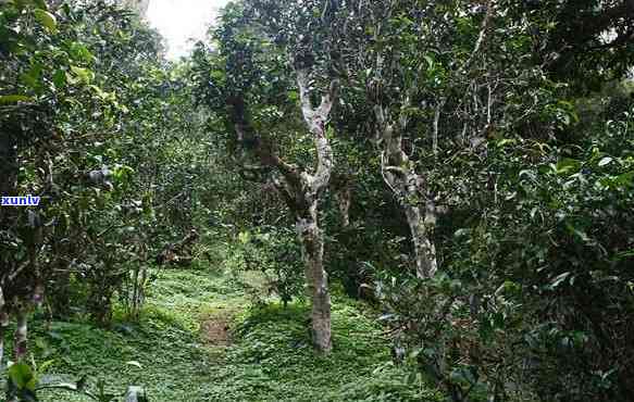 老班章有台地茶吗？班章有机茶与古茶树分布探讨