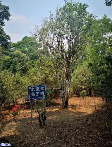 老班章有台地茶吗？班章有机茶与古茶树分布探讨