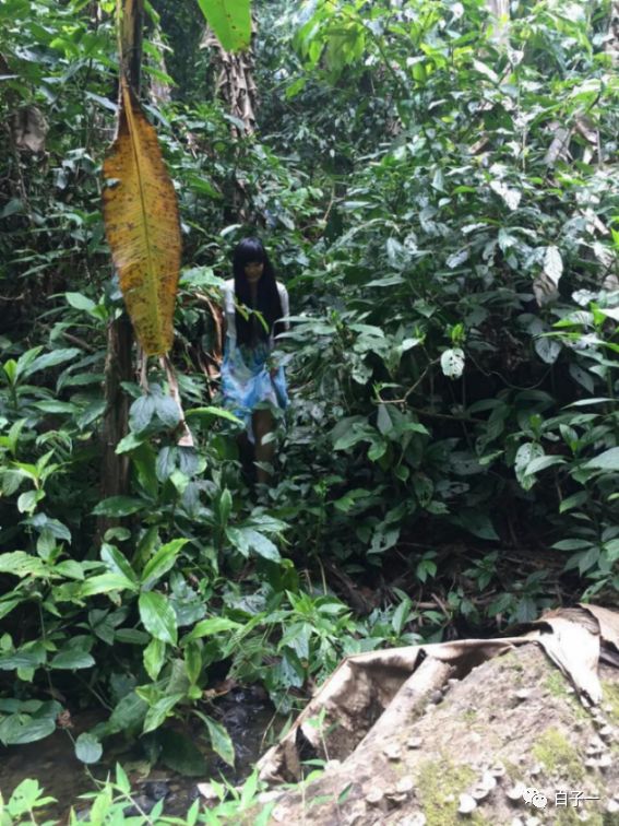 普洱老班章台地茶区别