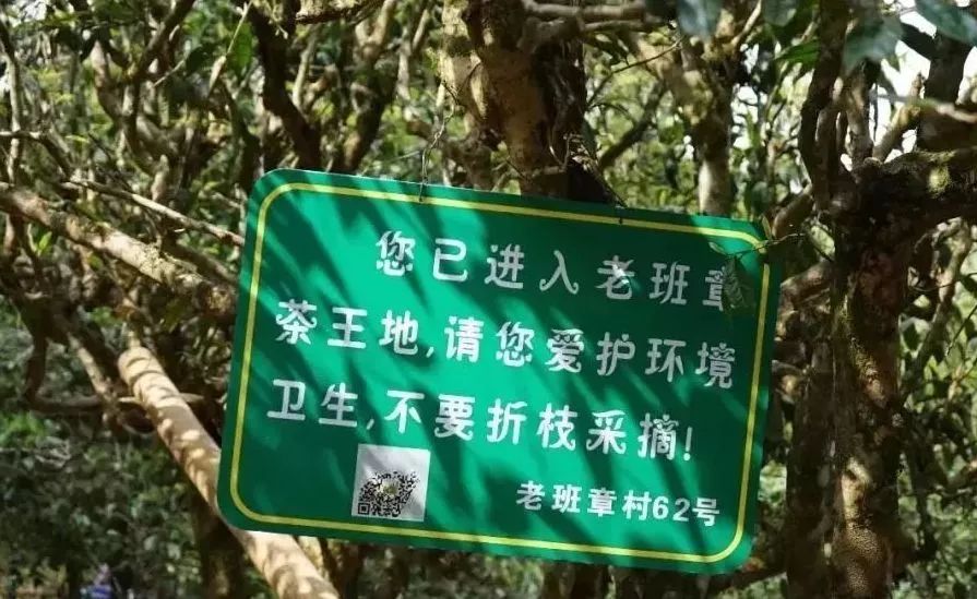 普洱老班章台地茶区别