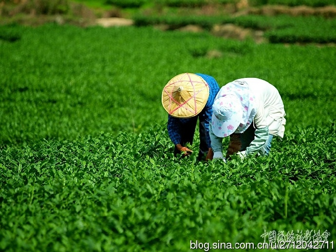 探索茶叶的魅力：种类、功效与饮用方法