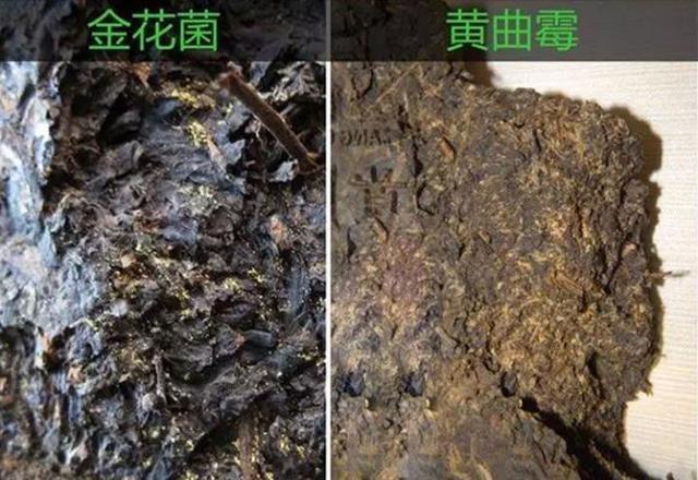 普洱茶可以煮茶吗？女生可以喝吗？普洱可以煮茶吗？普洱茶可以用来煮吗？