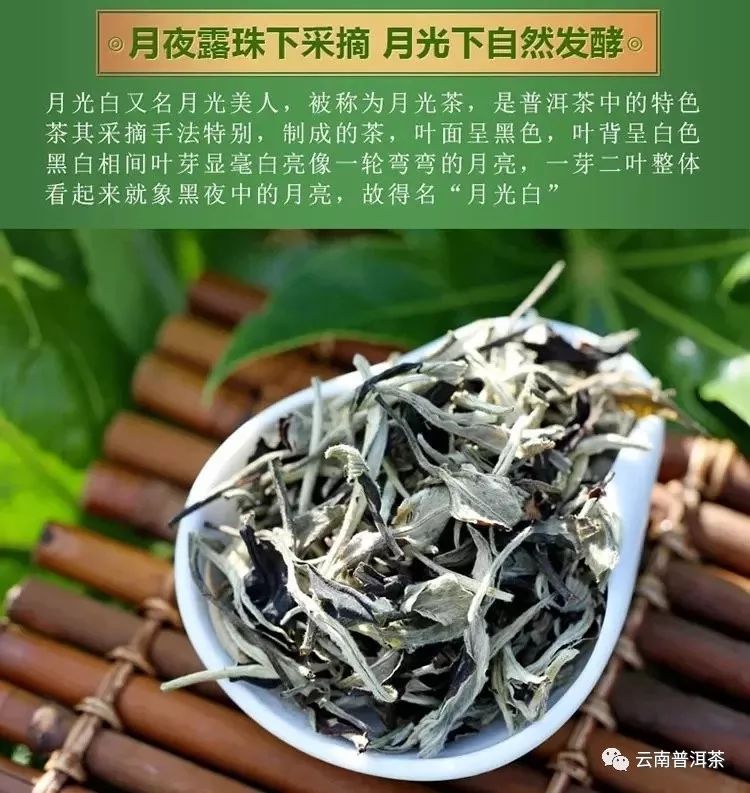 '月光白：普洱还是白茶？生普与月光白的辨别'