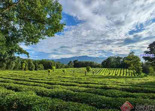 新 '云南联普洱茶园官方网站 - 品鉴优质普洱茶，感受茶文化之美'