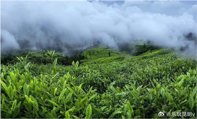 新 '云南联普洱茶园官方网站 - 品鉴优质普洱茶，感受茶文化之美'