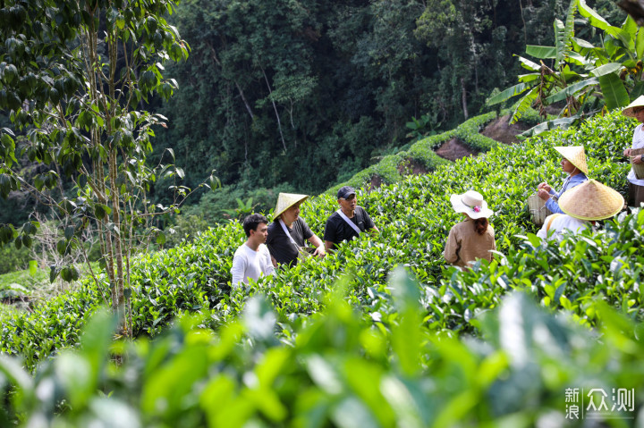 新 '云南联普洱茶园官方网站 - 品鉴优质普洱茶，感受茶文化之美'