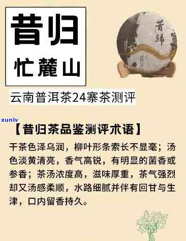 从产地到冲泡：全面了解普洱茶昔归的历、制作工艺与品鉴技巧