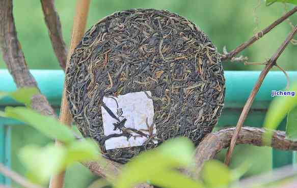 从制作到品鉴：普洱茶饼罐瓷的全方位解析与直播教学