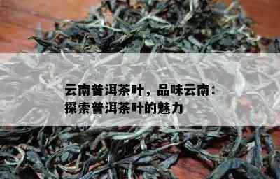 普洱茶的主要特征及相关特点概述