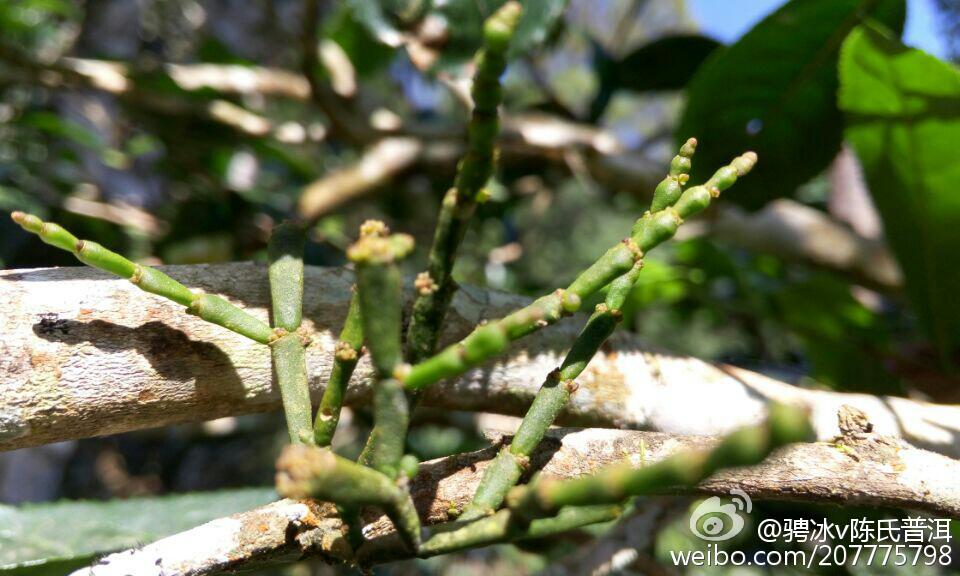 如何妥善保存螃蟹普洱茶以长其保质期？