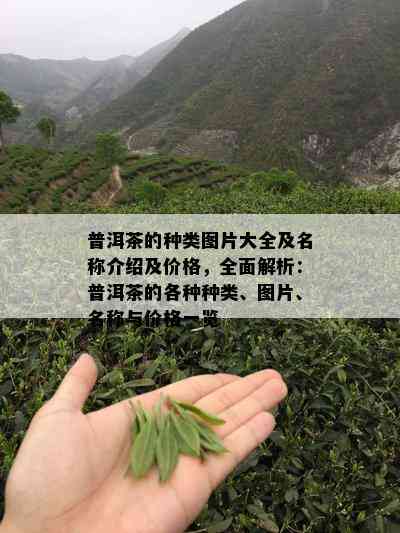 简述茶叶的分类及特征：各类茶叶的特征概述