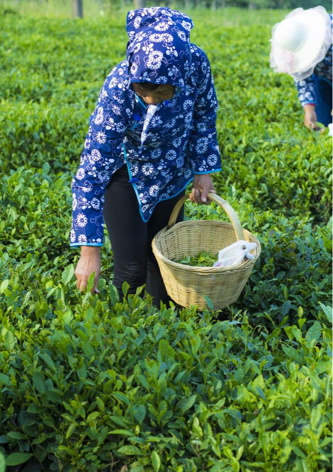 普洱茶品质好原料一芽二叶：优质茶叶的选择和鉴别方法