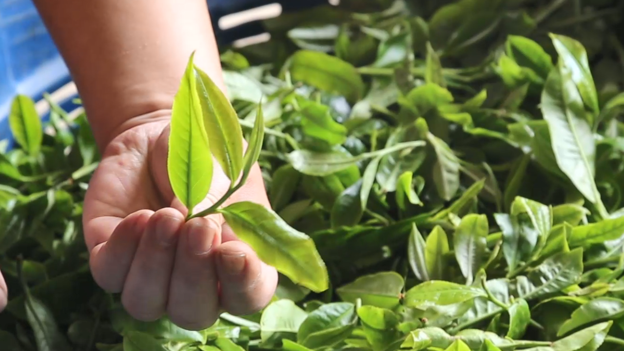 普洱茶品质好原料一芽二叶：优质茶叶的选择和鉴别方法