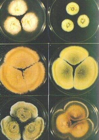 普洱茶霉菌检测方法：如何区分和识别霉菌、霉菌菌落？