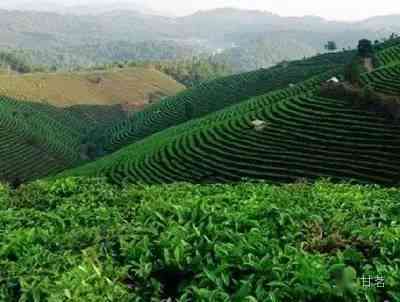 景迈山普洱茶有哪些特点