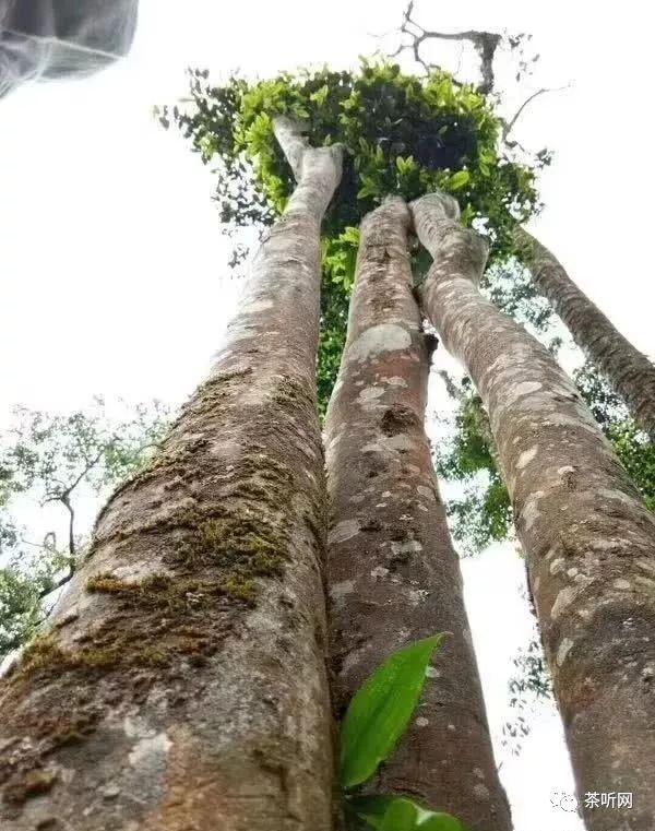 普洱茶水颜色变深