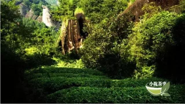 '标准正岩半岩洲茶的划分：武夷山岩茶正岩与半岩，洲茶分类说明'