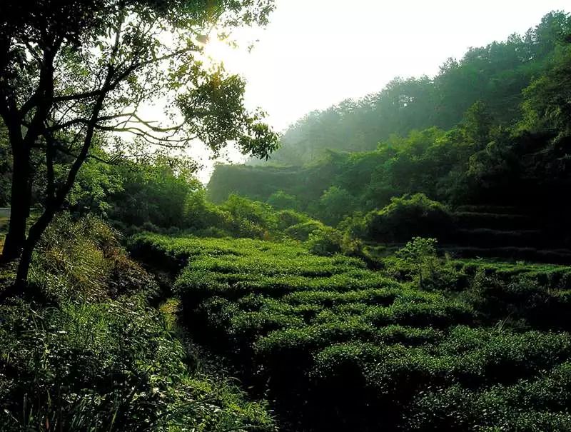 '标准正岩半岩洲茶的划分：武夷山岩茶正岩与半岩，洲茶分类说明'