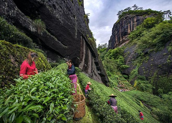 '标准正岩半岩洲茶的划分：武夷山岩茶正岩与半岩，洲茶分类说明'