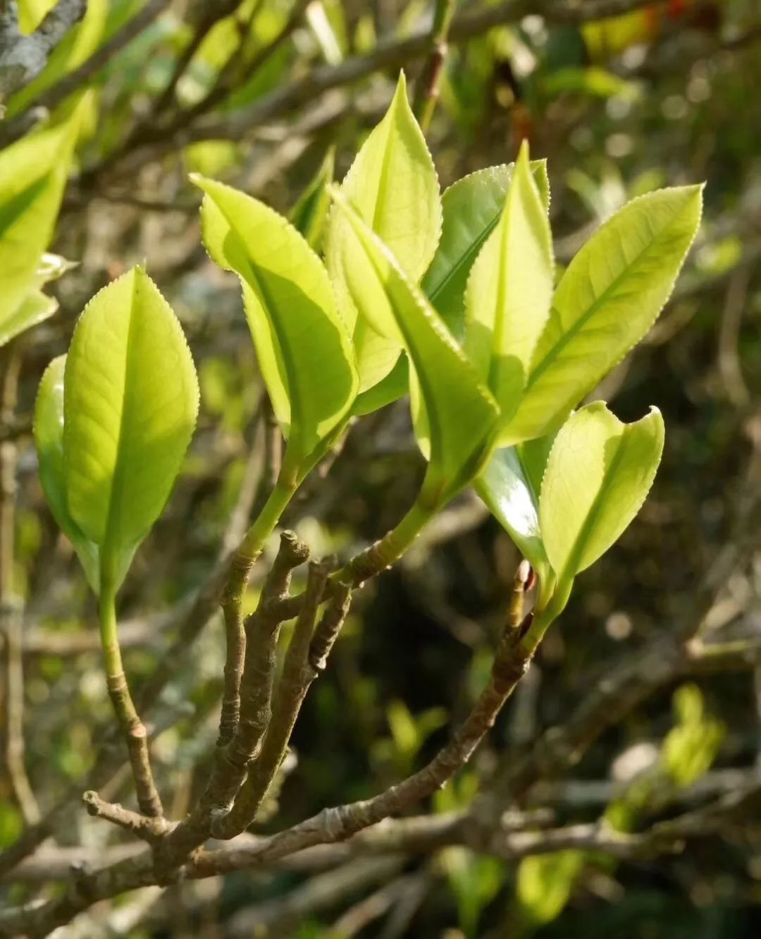 探索普洱茶山头三大茶区：产地、工艺与口感的完美融合