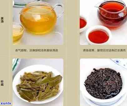 普洱茶是什么茶：品种、制作、类别与颜色的解析