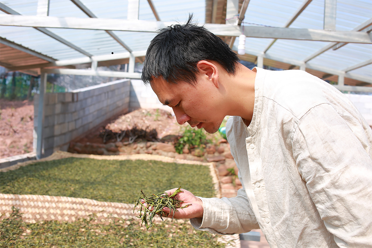 普洱茶的魅力：品鉴、文化与传承