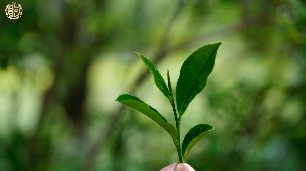 新92方砖茶区分布图及详细信息，助您快速找到心仪的茶叶来源地