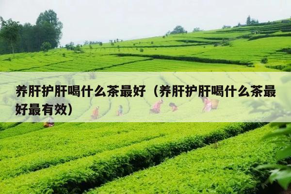 肝护肝喝什么茶-秋天养肝护肝喝什么茶