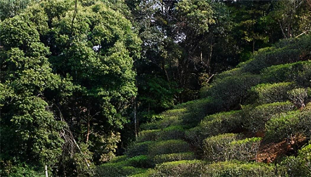 易武与倚邦普洱茶：两大名山普洱茶的区别及特点解析