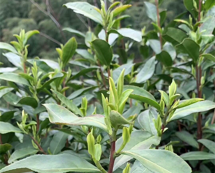 潜山县天柱弦月茶业精选茶叶，品质保证，口感醇厚