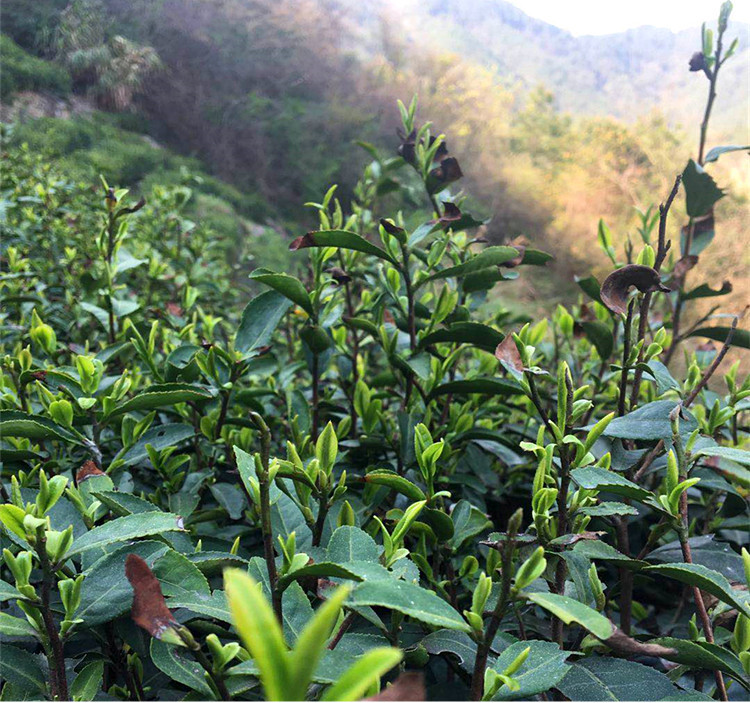 潜山县天柱弦月茶业精选茶叶，品质保证，口感醇厚