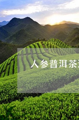 人参普洱茶是什么茶