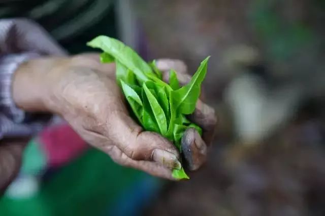 普洱茶喝后打嗝原因及解决方法全面解析：了解这些有助于消除不适感