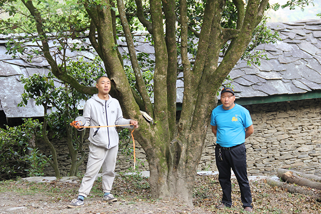 白水塘普洱茶价格区间，不同年份和品质的茶叶售价是多少？