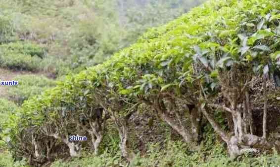 选择何种土种植普洱茶？了解土类型及其对普洱茶品质的影响