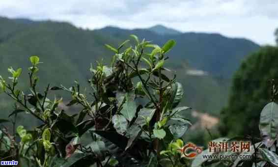 选择何种土种植普洱茶？了解土类型及其对普洱茶品质的影响