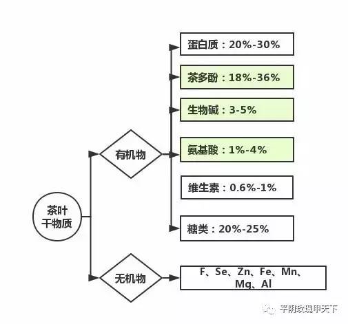 茶的特性与功能：了解茶叶的基本特点及其对人体的益处