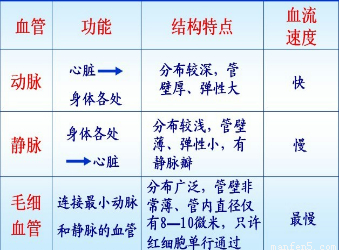 茶的特性与功能：了解茶叶的基本特点及其对人体的益处