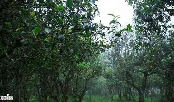 新 影响普洱茶品质的关键因素：种植高度与离地面距离探讨