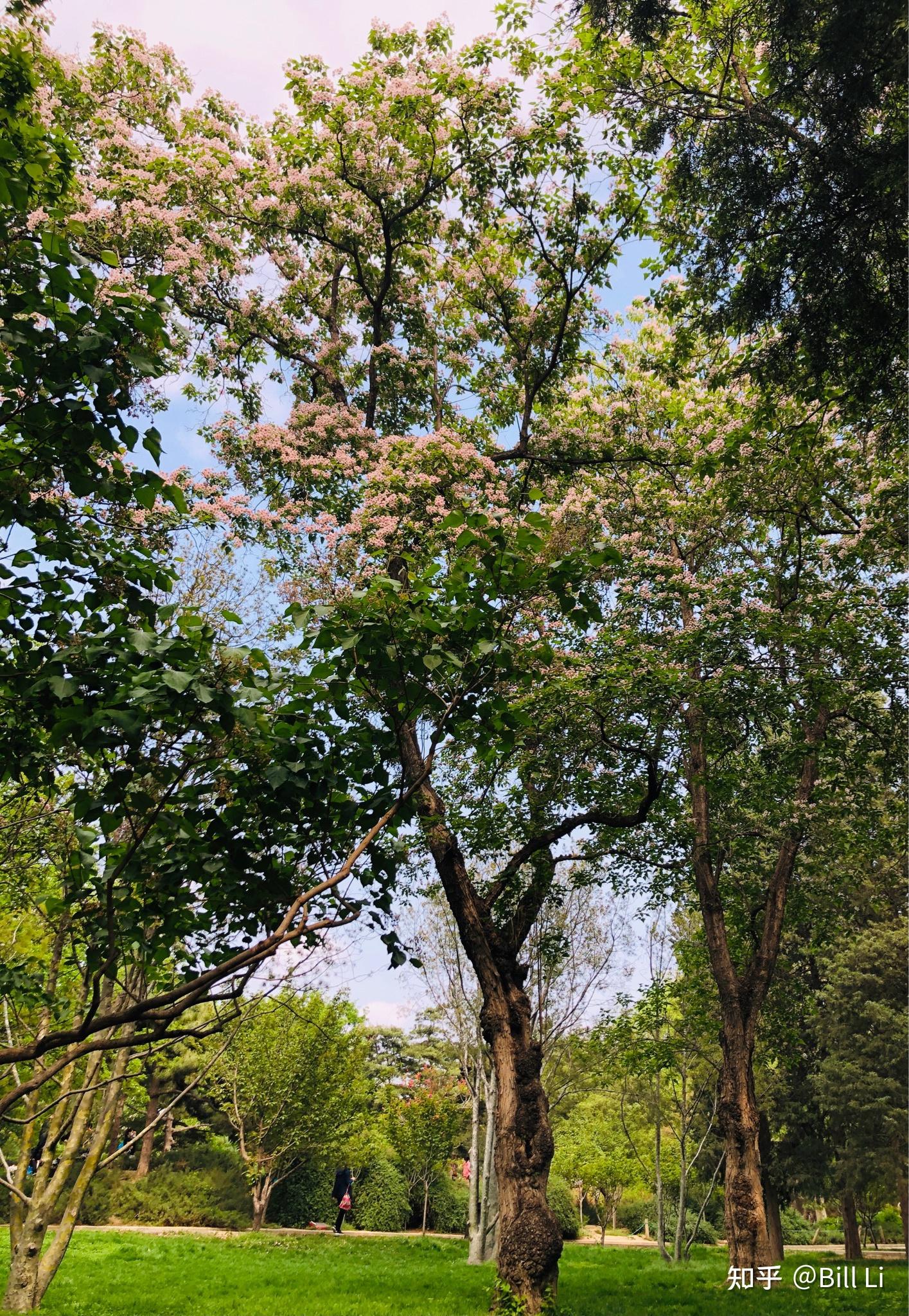 春树暮云：一种寓意丰富的自然景观及其在文学艺术中的运用