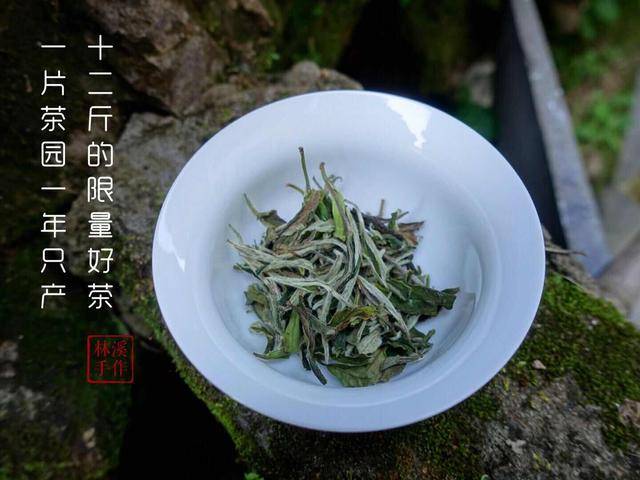 福鼎白茶场详细指南：哪里购买更优质茶叶？