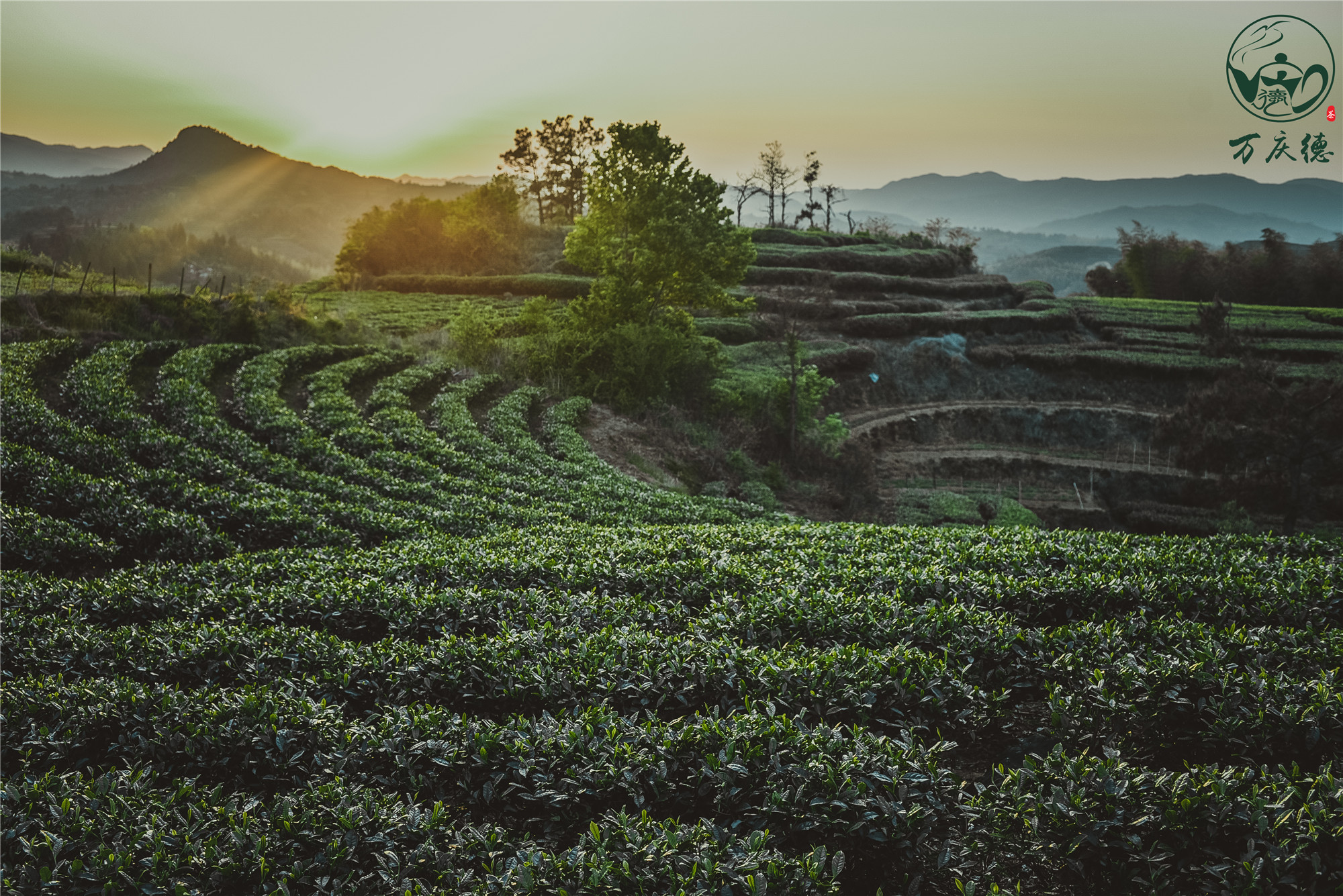 福鼎白茶场详细指南：哪里购买更优质茶叶？