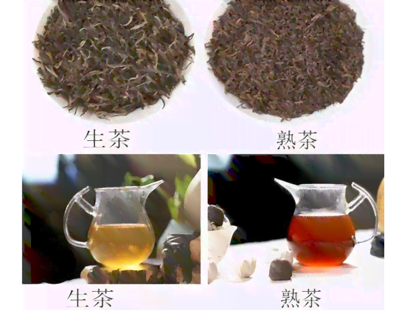 普洱茶品种全解析：从入门到精通，一次了解所有普洱茶种类和品质