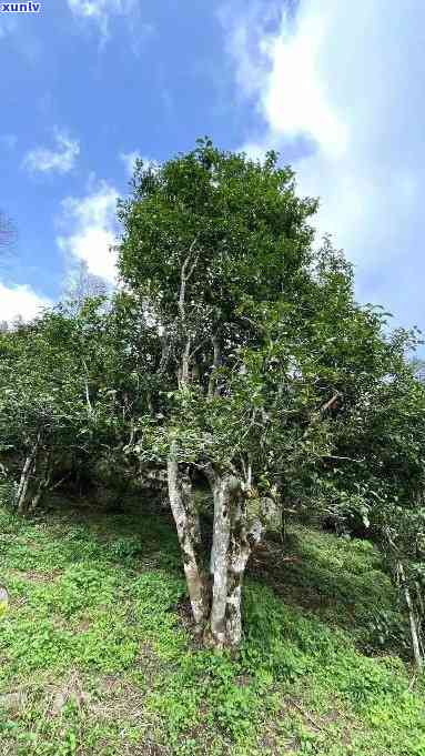 正山普洱茶2016年：易武地区精选大树品种，探究其独特风味与市场价格