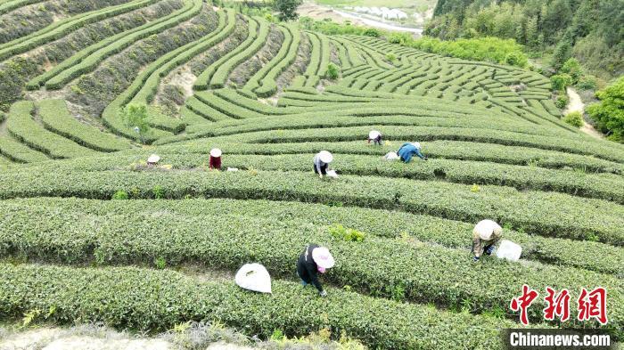 探索海珠区茶叶产业发展与振兴之路：从茶叶种植到市场推广全方位解析