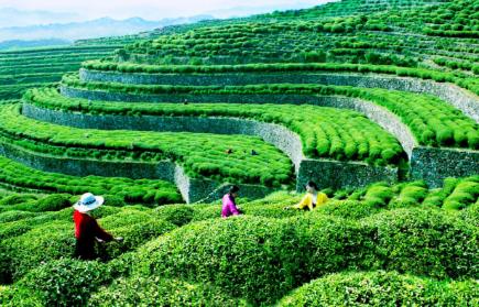 探索海珠区茶叶产业发展与振兴之路：从茶叶种植到市场推广全方位解析